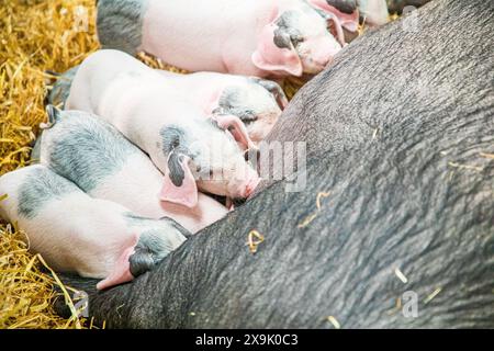 MAZZUOLO SHEPTON, SOMERSET, REGNO UNITO. 1 giugno 2024, cucciolata di piccoli maialini che succhiano su una scrofa che si stende in paglia al Royal Bath and West Show 2024. Accreditamento John Rose/Alamy Live News Foto Stock