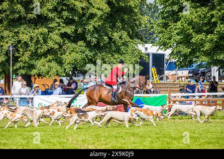 SHEPTON MALLET, SOMERSET, Regno Unito, 1 giugno 2024, parata di un branco di cani guidati dal Maestro di caccia nel suo rosa di caccia, al Royal Bath and West Show 2024. Accreditamento John Rose/Alamy Live News Foto Stock