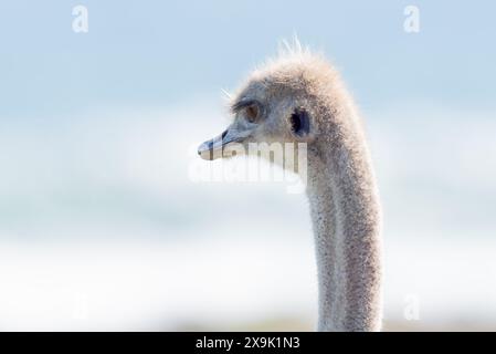 Uno struzzo sudafricano, Struthio camelus australis, nel Capo di buona speranza Foto Stock