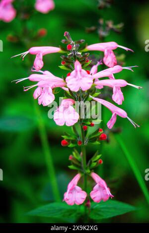 Salvia coccinea (Salvia coccinea, la salvia del sangue, la salvia scarlatta, la salvia del Texas o la salvia tropicale). Le sue foglie, quando vengono preparate in tè, possono lenire la tosse Foto Stock