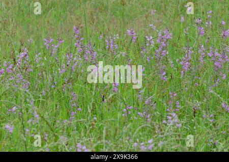 Soffocante falsa testa di drago, Physostegia pulchella Foto Stock