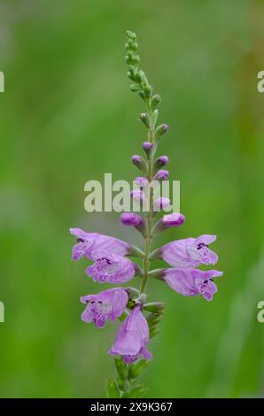 Soffocante falsa testa di drago, Physostegia pulchella Foto Stock