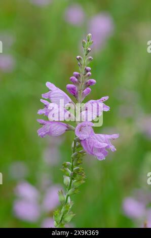 Soffocante falsa testa di drago, Physostegia pulchella Foto Stock