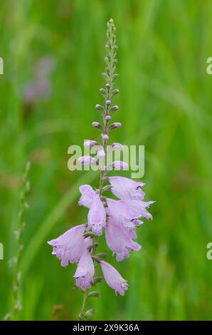 Soffocante falsa testa di drago, Physostegia pulchella Foto Stock