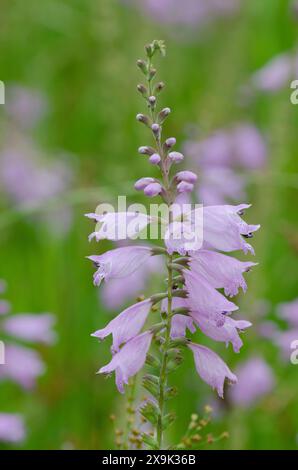 Soffocante falsa testa di drago, Physostegia pulchella Foto Stock