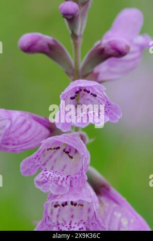 Soffocante falsa testa di drago, Physostegia pulchella Foto Stock