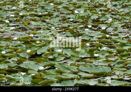 Giglio d'acqua bianco americano, Nymphaea odorata Foto Stock