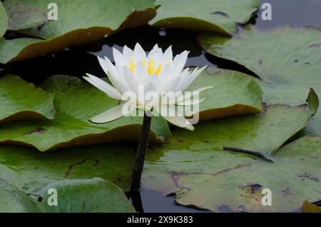 Giglio d'acqua bianco americano, Nymphaea odorata Foto Stock