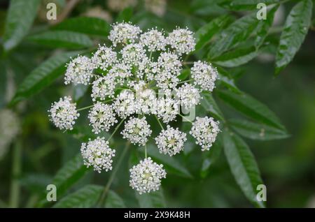 Maculata d'acqua, Cicuta maculata Foto Stock