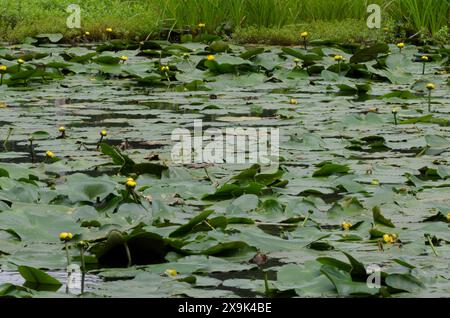 Giglio giallo, Nuphar advena Foto Stock