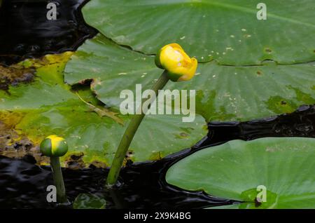 Giglio giallo, Nuphar advena Foto Stock