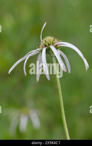 Viola chiaro Coneflower, Echinacea pallida Foto Stock