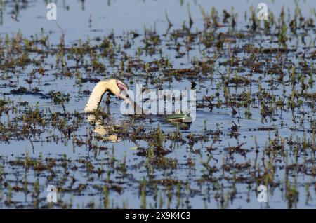 Watersnake con dorso di diamante, Nerodia rhombifer, preda di un Bullfrog americano, Lithobates catesbeianus Foto Stock