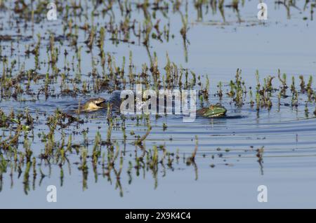 Watersnake con dorso di diamante, Nerodia rhombifer, preda di un Bullfrog americano, Lithobates catesbeianus Foto Stock