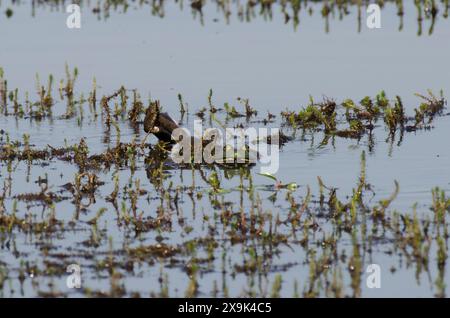 Watersnake con dorso di diamante, Nerodia rhombifer, preda di un Bullfrog americano, Lithobates catesbeianus Foto Stock