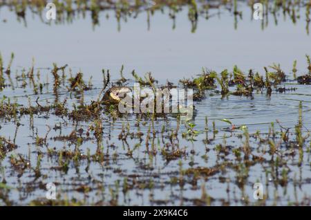 Watersnake con dorso di diamante, Nerodia rhombifer, preda di un Bullfrog americano, Lithobates catesbeianus Foto Stock