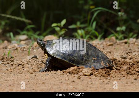 Cursore con orecchie rosse, Trachemys scripta elegans, uova deposte femminili Foto Stock