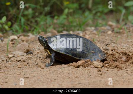 Cursore con orecchie rosse, Trachemys scripta elegans, uova deposte femminili Foto Stock