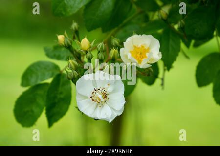 Un bellissimo fiore bianco di rosa muschiata in un giardino all'inglese, Rosa Moschata. Foto Stock