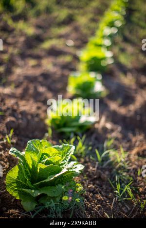 Vista ravvicinata della lattuga biologica che cresce in filari in un'azienda agricola di Siviglia, Spagna. Foto Stock
