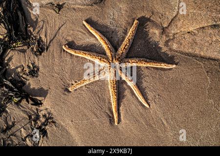 Stelle marine sulla spiaggia di Big Sand Beach, Gairloch. Scozia maggio 2024 Foto Stock