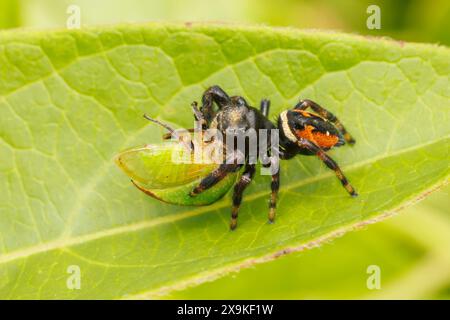 Un Brilliant Jumping Spider (Phidippus clarus) con catturato Tortistilus sp. preda. Foto Stock