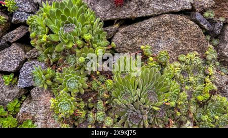 Sempervivum copernicia, comune semprevivo crescente sul muro di pietra Foto Stock