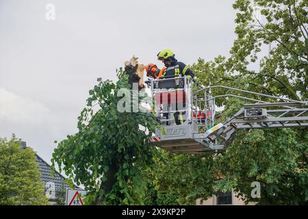 Südliches Anhalt - Starkes Gewitter über Sachsen-Anhalt: Blitz schlägt in Bäume ein 01.06.2024 gegen 15 Uhr Südliches Anhalt OT Radegast IM Zusammenhang mit dem Unwetter, das am Samstag auch über Ostdeutschland gezogen ist, gab es am Samstagnachmittag einen Feuerwereinsatz in Radegast, einem Ortsteil der Gemeinde Südliches. Dort Hat am Nachmittag, gegen 14,30 Uhr, ein Blitz direkt in einem Baum eingeschlagen. Feuerwehrleute wurden alarmiert, um den Baum zu zerlegen und die Straße wieder freizuräumen. Es ist einer von nur sehr wenigen Einsätzen im Kreis Anhalt-Bitterfeld am Samstag. Südl Foto Stock