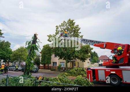 Südliches Anhalt - Starkes Gewitter über Sachsen-Anhalt: Blitz schlägt in Bäume ein 01.06.2024 gegen 15 Uhr Südliches Anhalt OT Radegast IM Zusammenhang mit dem Unwetter, das am Samstag auch über Ostdeutschland gezogen ist, gab es am Samstagnachmittag einen Feuerwereinsatz in Radegast, einem Ortsteil der Gemeinde Südliches. Dort Hat am Nachmittag, gegen 14,30 Uhr, ein Blitz direkt in einem Baum eingeschlagen. Feuerwehrleute wurden alarmiert, um den Baum zu zerlegen und die Straße wieder freizuräumen. Es ist einer von nur sehr wenigen Einsätzen im Kreis Anhalt-Bitterfeld am Samstag. Südl Foto Stock