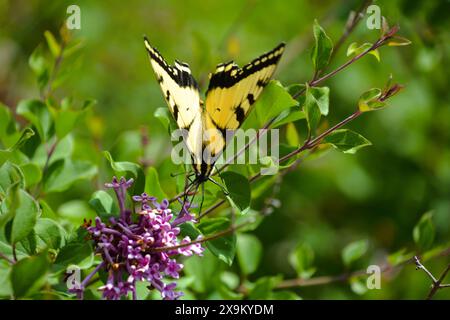 La farfalla gialla e nera a coda di rondine riposa e si nutre del nettare di un cespuglio lilla viola in una splendida giornata estiva. Foto Stock