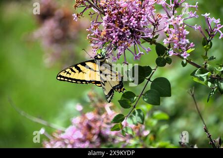 La farfalla gialla e nera a coda di rondine riposa e si nutre del nettare di un cespuglio lilla viola in una splendida giornata estiva. Foto Stock