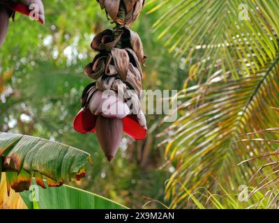 Fiore di banana che cresce su un ramo d'albero, l'isola delle Canarie di Tenerife. Foto Stock