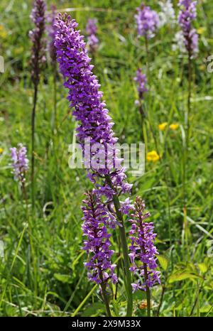 Orchidea profumata di gesso x Orchidea maculata comune ibrida, Gymnadenia conopsea x Dactylorhiza fuchsii = Dactylodenia heinzelian, Orchidaceae. Foto Stock