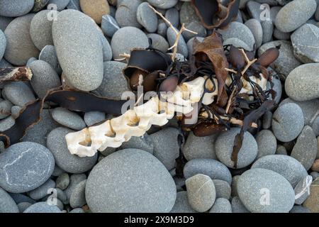 Scheletro parziale lavato sulla riva di ghiaia. Circondato da alghe marine sulla spiaggia di Oamaru, nuova Zelanda. Foto Stock