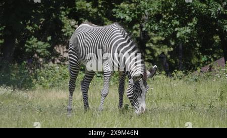 Bella africano Zebra mangiare fresco verde erba. Foto Stock