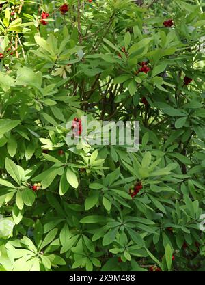 Mezereum, Mezereon, February Daphne, Spurge Laurel or Spurge Olive, Thymelaeaceae. Frutti di bosco e fogliame. Foto Stock