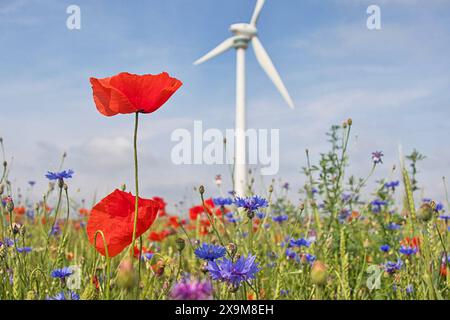 Bühender Klatschmohn und Kornblumen mit Windrad - gesehen am 01.06.2024 in der Gemarkung Kronsberg in Hannover *** sbalorditivi papaveri e fiori di mais con turbina eolica visti il 01 06 2024 nel distretto di Kronsberg di Hannover Foto Stock