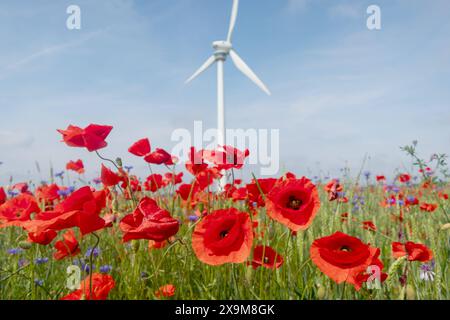 Bühender Klatschmohn und Kornblumen mit Windrad - gesehen am 01.06.2024 in der Gemarkung Kronsberg in Hannover *** sbalorditivi papaveri e fiori di mais con turbina eolica visti il 01 06 2024 nel distretto di Kronsberg di Hannover Foto Stock