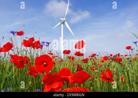 Bühender Klatschmohn und Kornblumen mit Windrad - gesehen am 01.06.2024 in der Gemarkung Kronsberg in Hannover *** sbalorditivi papaveri e fiori di mais con turbina eolica visti il 01 06 2024 nel distretto di Kronsberg di Hannover Foto Stock