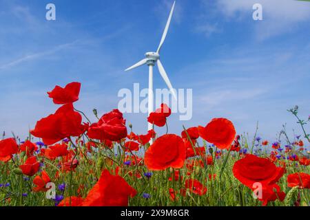 Bühender Klatschmohn und Kornblumen mit Windrad - gesehen am 01.06.2024 in der Gemarkung Kronsberg in Hannover *** sbalorditivi papaveri e fiori di mais con turbina eolica visti il 01 06 2024 nel distretto di Kronsberg di Hannover Foto Stock