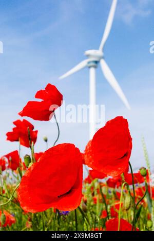 Bühender Klatschmohn und Kornblumen mit Windrad - gesehen am 01.06.2024 in der Gemarkung Kronsberg in Hannover *** sbalorditivi papaveri e fiori di mais con turbina eolica visti il 01 06 2024 nel distretto di Kronsberg di Hannover Foto Stock