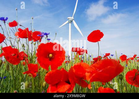 Bühender Klatschmohn und Kornblumen mit Windrad - gesehen am 01.06.2024 in der Gemarkung Kronsberg in Hannover *** sbalorditivi papaveri e fiori di mais con turbina eolica visti il 01 06 2024 nel distretto di Kronsberg di Hannover Foto Stock