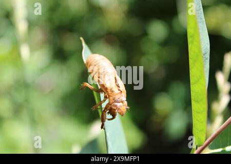 Cicada di 17 anni su una foglia d'acero d'argento a Des Plaines, Illinois Foto Stock