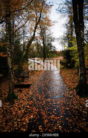 rhön, schwarzes moor, autunno, foglie autunnali, umore autunnale, foresta, alberi, sentiero in legno Foto Stock