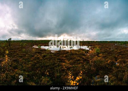 rhön, schwarzes moor, autunno, foglie autunnali, umore autunnale, foresta, alberi, sentiero in legno Foto Stock