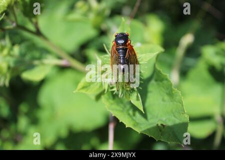 Cicada di 17 anni che riposa sulle foglie al sole brillante al Camp Ground Road Woods a Des Plaines, Illinoi Foto Stock