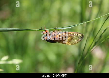 Una cicala di 17 anni, sospesa su un'erba, lascia Iroquois Woods a Park Ridge, Illinois, sotto il sole splendente Foto Stock