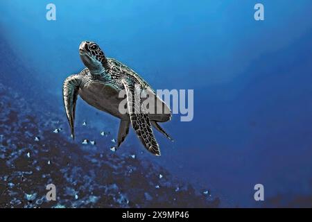 Tartaruga verde, tartaruga verde (Chelonia mydas), Wakatobi Dive Resort, Sulawesi, Indonesia Foto Stock