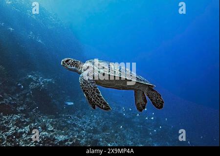 Tartaruga verde, tartaruga verde (Chelonia mydas), Wakatobi Dive Resort, Sulawesi, Indonesia Foto Stock