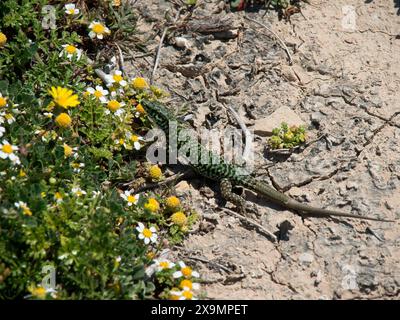 Lucertola a fantasia verde su terreno sassoso circondata da piccoli fiori gialli e bianchi, l'isola di Gozo con case storiche e balconi colorati Foto Stock